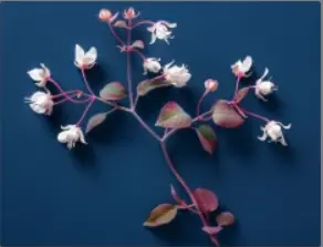 Nitric Boost Ingredients